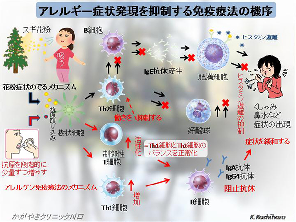 アレルギー症状発現を抑制する免疫療法の機序